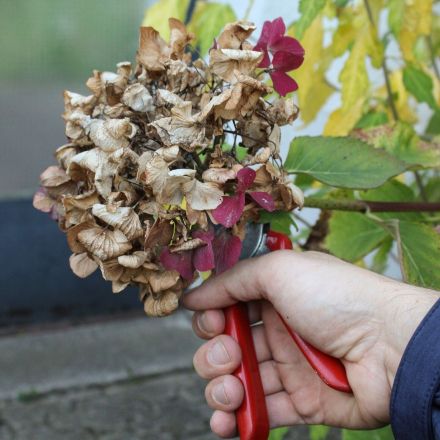 Hortensien schneiden – der beste Zeitpunkt