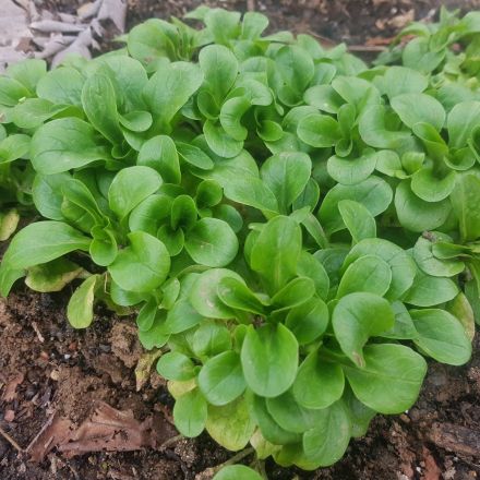 Feldsalat selbst anbauen