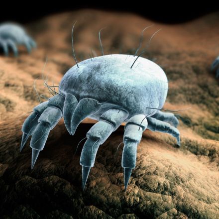 Milben im Bett bekämpfen: 7 Hausmittel & Tipps