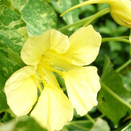 Kapuzinerkresse – vielseitige einjährige Gartenpflanze