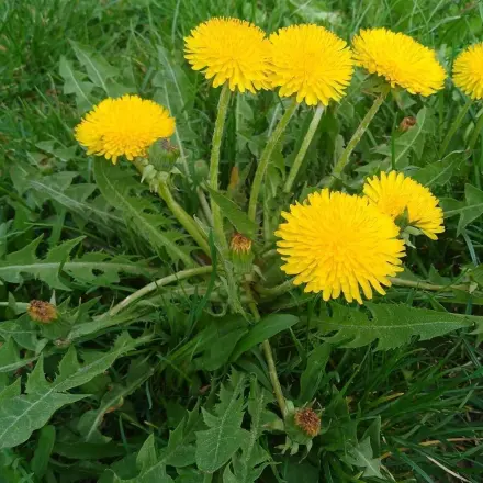 So nutze ich die Stiele des Löwenzahns im Frühjahr