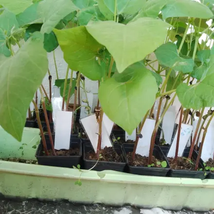 Stangenbohnen anbauen trotz Schneckenplage – mit Vorkultur