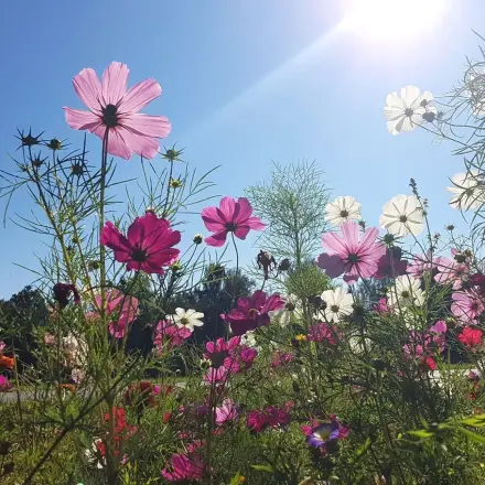 Cosmea oder Schmuckkörbchen – Blühpflanze für heiße Sommer
