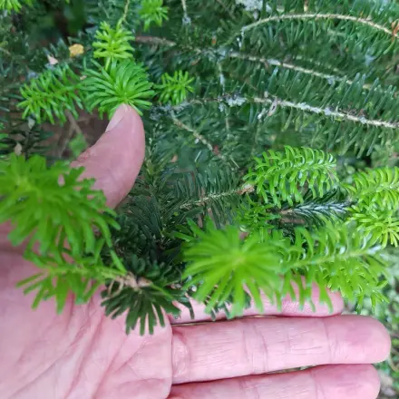 Gewürzsalz aus Maiwipfeln