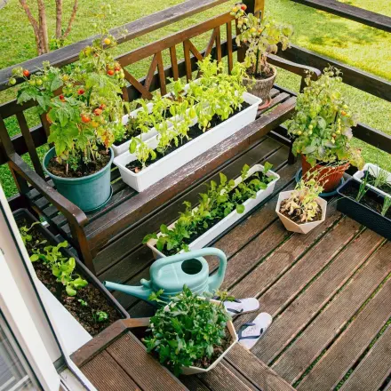 Gemüse und Kräuter auf dem Balkon anbauen
