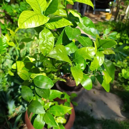 Milch gegen Pflanzen-Schädlinge