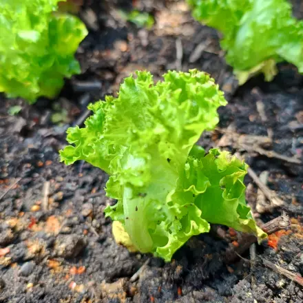 Chili gegen Schnecken - Salat, Erdbeeren & Co. schützen