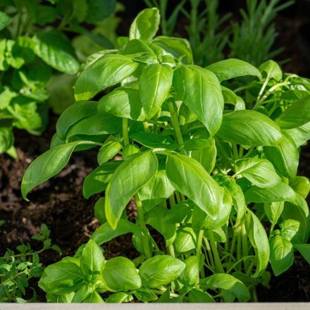 Basilikum einfrieren - so geht's richtig