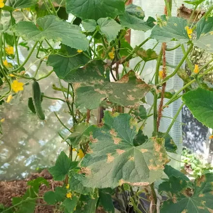 Stängelfäule an Tomaten- und Gurkenpflanzen bekämpfen