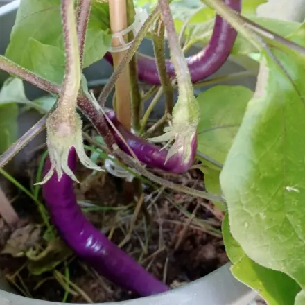 Japanische Auberginen anbauen