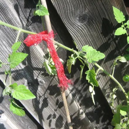 Obstnetz als Pflanzenbinder wiederverwenden