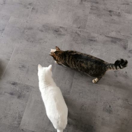 Intelligenzspielzeug für Katzen selber basteln