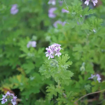 Duftpelargonie überwintern