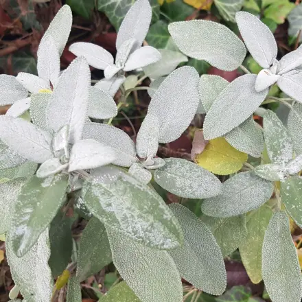 Salbei – nützlich und robust