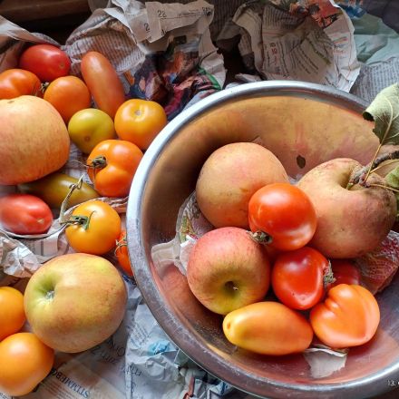 Äpfel lassen grüne Tomaten "erröten"
