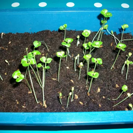 Granatapfel-Pflanze aus Samen selber ziehen