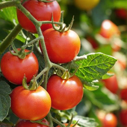 Tomaten verwerten und haltbar machen – Tipps und Ideen