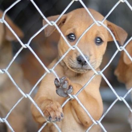 Spring in den Weihnachtslostopf: Im Tierheim wartet dein Patenkind
