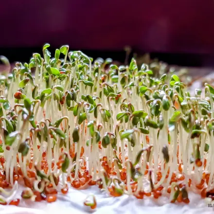 Kresse anbauen im Winter