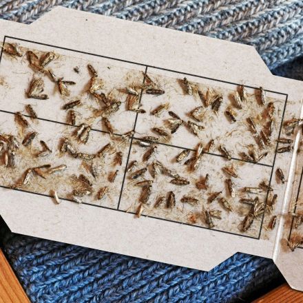 Motten bekämpfen mit Pheromonfallen