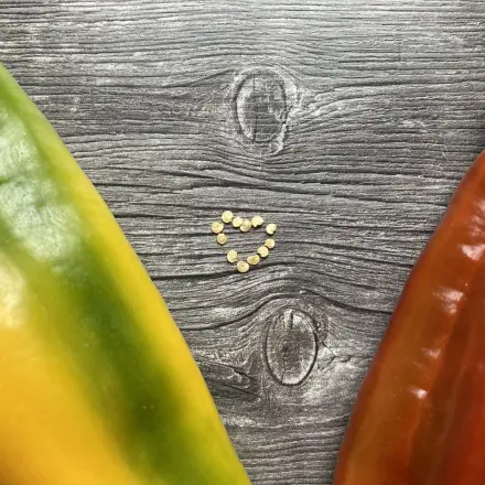 Chili und Paprika richtig vorziehen - so funktioniert die Gemüseanzucht