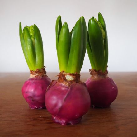 Hyazinthen in Wachs selber machen – Anleitung