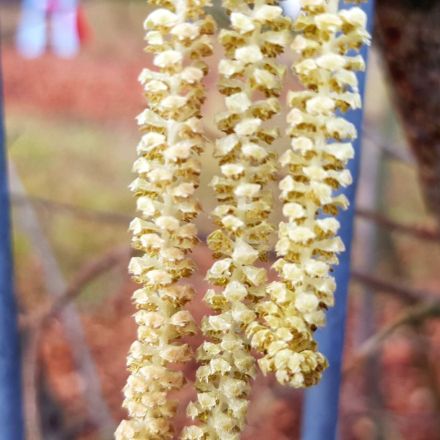 Haselblüten-Allergie: Tipps zur Linderung
