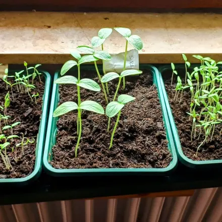 Gemüse auf der Fensterbank ziehen mit beheiztem Gewächshaus