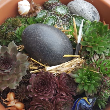 Oster-Deko mit Sukkulenten selber machen