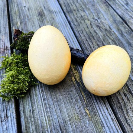Ostereier natürlich gelb färben mit Annattosamen