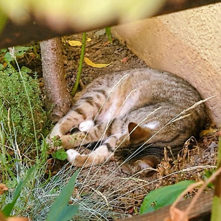 Katzen abkühlen bei Hitze im Sommer