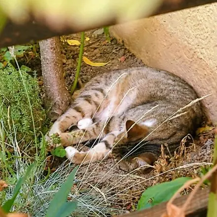 Katzen abkühlen bei Hitze im Sommer
