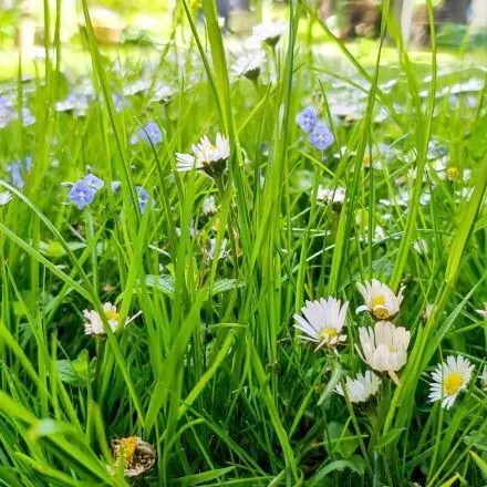 Mähfreier Mai – Pause für den Rasenmäher