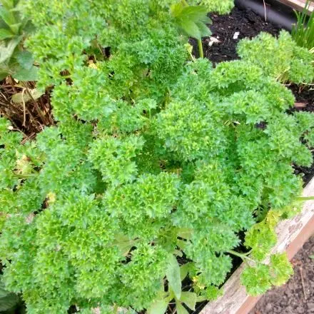 Petersilie giftig ab der Blüte