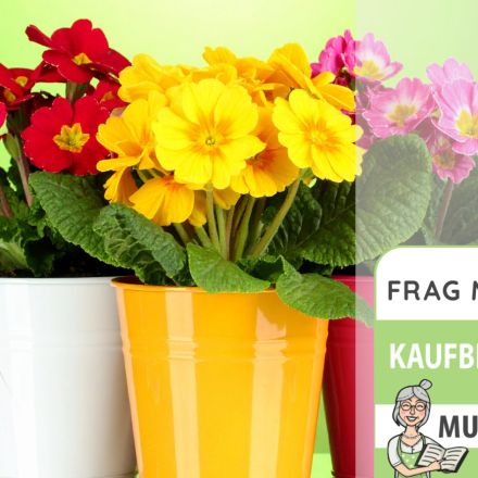 Blumenübertöpfe Test & Vergleich: 7 günstige Empfehlungen