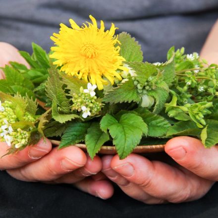 Wildkräuter im Juni sammeln – mit 3 Rezepten