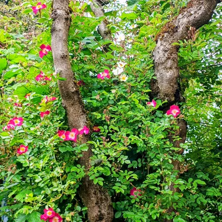 Ramblerrosen an tote Bäume pflanzen
