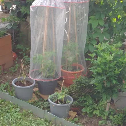 Günstiger Regenschutz für Tomaten: Tomatenhaube