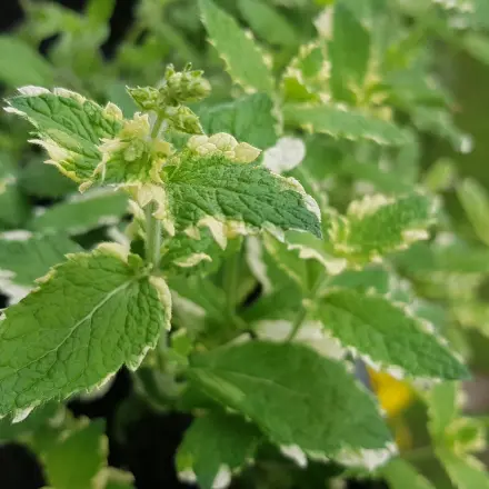 Ananasminze: Anbau, Pflege & Verwendung (inkl. Cocktail-Rezept)