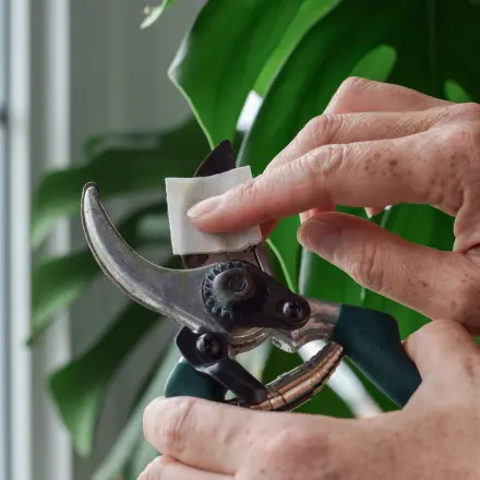 Gartenschere reinigen - so geht's richtig