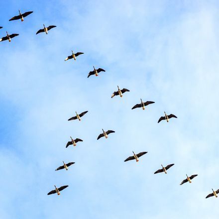 „Warum ziehen Vögel in den Süden?“