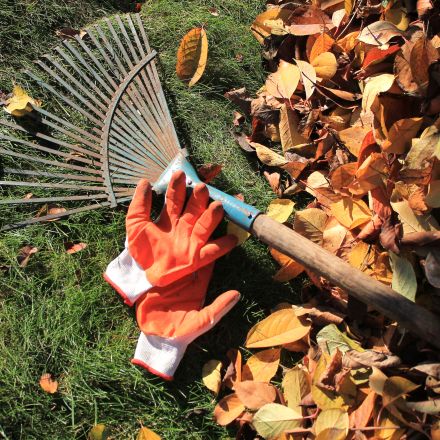 Gartenarbeit im Herbst – was ist zu tun?