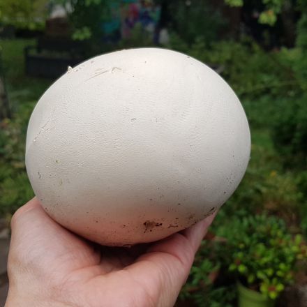 Riesenbovist erkennen & zubereiten: 3 einfache Rezepte