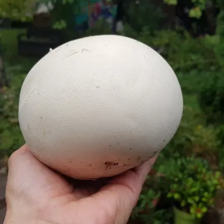 Riesenbovist erkennen & zubereiten: 3 einfache Rezepte