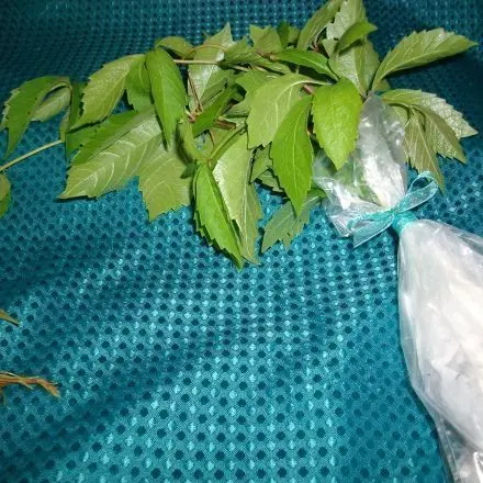 Wilden Wein vermehren: Pflanze aus Ableger ziehen