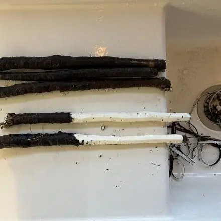 Schwarzwurzel schälen und zubereiten ohne Flecken