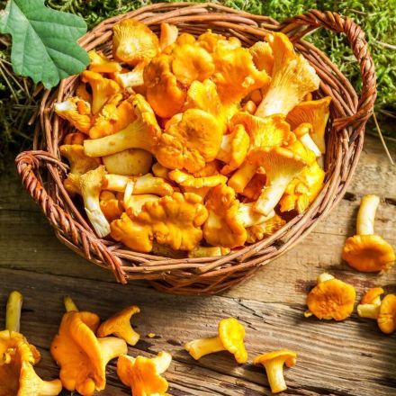 Pfifferlingen reinigen und entsanden - blitzschnell