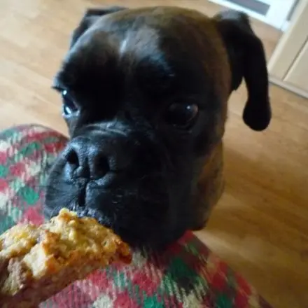 Überraschungsmuffins für Hunde