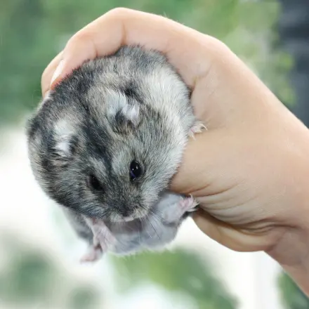 Dein Hamster beißt?