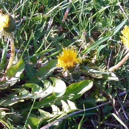 Warzenbehandlung mit Löwenzahnsaft